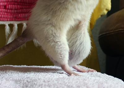 Rate avec une tumeur -cancer- mammaire