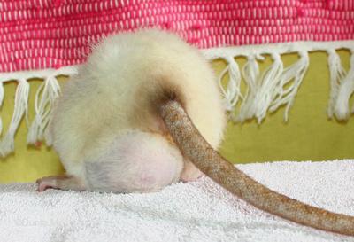 Rate avec une tumeur -cancer- mammaire