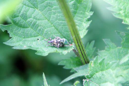 phyllob orties romi 17 mai 051.jpg