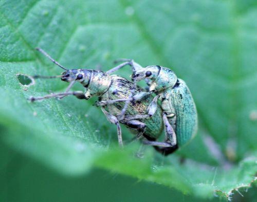 phyllob romi 17 mai 070.jpg