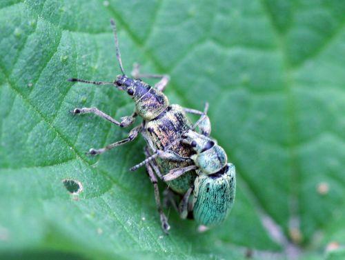 phyllob romi 17 mai 078.jpg