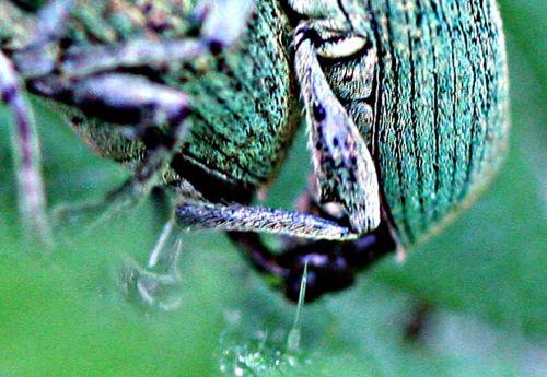 phyllob détail pp romi 17 mai 071.jpg