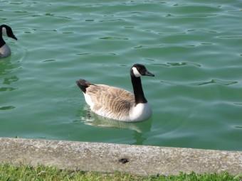 100519 Bernache 2.jpg