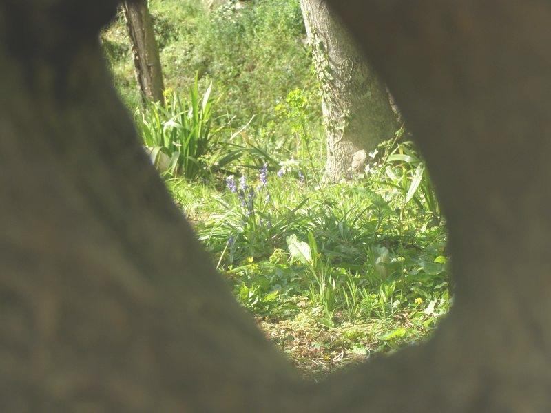 Le sentier (Jean Joubert)