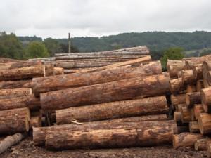 Le bois : pourquoi il est important de faire le bon choix