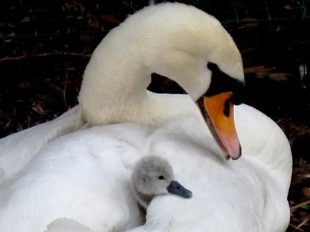 111cygneetbbcorrigee