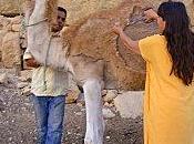 Laine, constipation larmes dromadaires