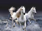 Trois chevaux blancs (Jean Joubert)