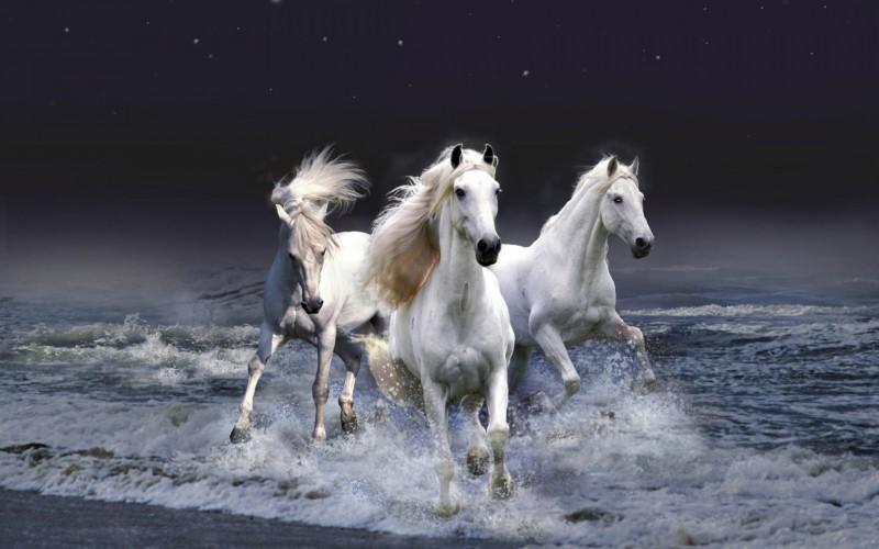 Trois chevaux blancs (Jean Joubert)