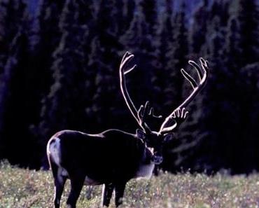 Canada : signature d’un accord historique entre les ONG et les entreprises forestières pour la protection de la forêt boréale