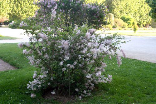 syringa microphylla paris 27 avril 062.jpg