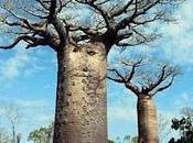 Projection-rencontre "Baobabs, entre ciel terre"