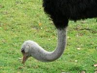 l'Autruche et le Vermisseau