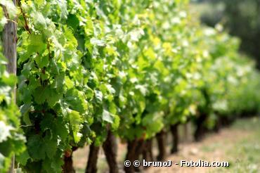 OGM : les essais sur la vigne vont pouvoir reprendre en Alsace