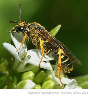 Identifiez et partagez vos photos d'insectes sur Spipoll