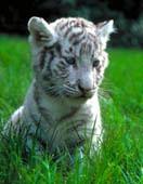 tigre_blanc.jpg