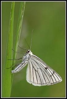 Tchicaya U Tam'Si : Les phalènes