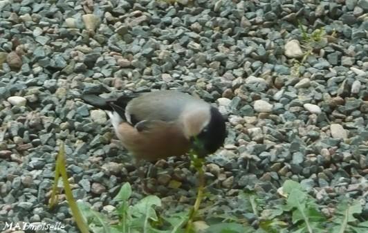 Mangeurs de pissenlit