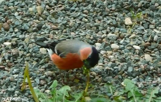Mangeurs de pissenlit