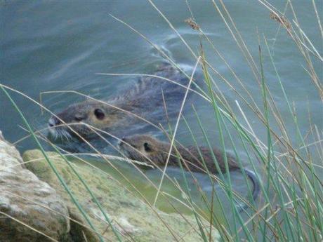 090815-center-parcs-tipipark-078