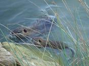 C’est tout vert…et c’est ouvert