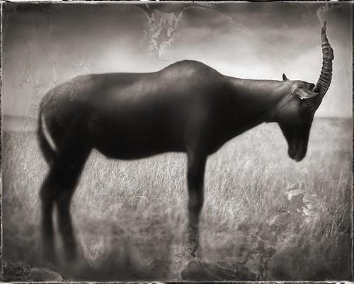 L’antilope de Karen Blixen.
Un des plus beau passage de ce...
