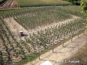 Les vignes OGM en Alsace font débat