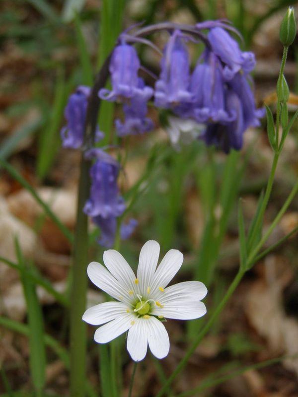 Le léger fantôme des fleurs (Jean Joubert)