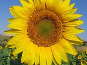 Pierre changeante (Jean Joubert)