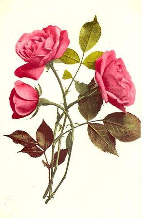 carte_vintage_fleurs_rose