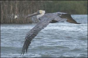 guadeloupe09_pelican.1274358630.jpg