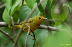 paruline-jaune.1274358709.jpg