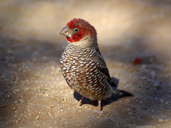 L'IMAGE DU JOUR: Amadine à tête rouge