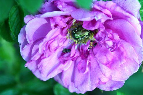 rosa grouille romi 21 mai 170.jpg