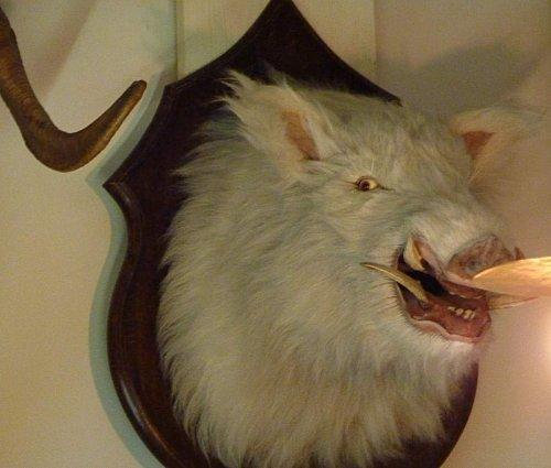 sanglier-albinos.JPG