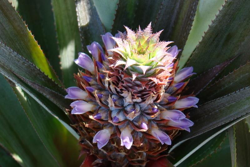tahiti-plateau-des-ananas.1274258066.JPG