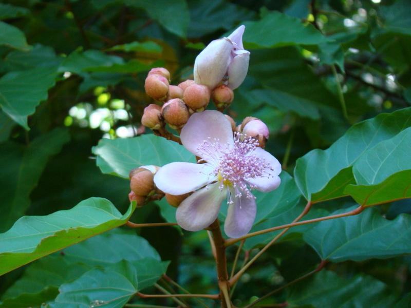 tahiti-fleur-de-roucouyer.1274257999.JPG