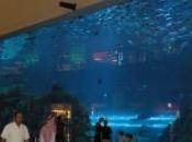 dimanche l’aquarium Dubai Mall