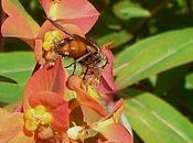 mouche parasite nombreuses chenilles…