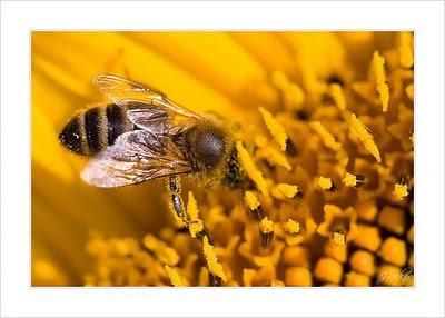 Message des abeilles : le baiser éternel