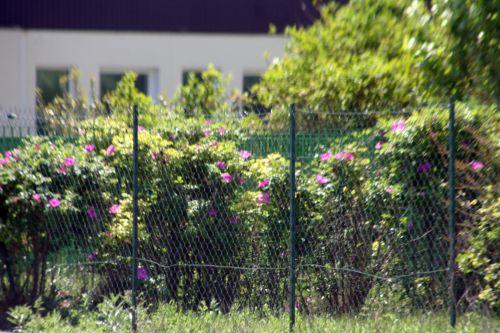 rosa rug gitane romi 23 mai 003.jpg