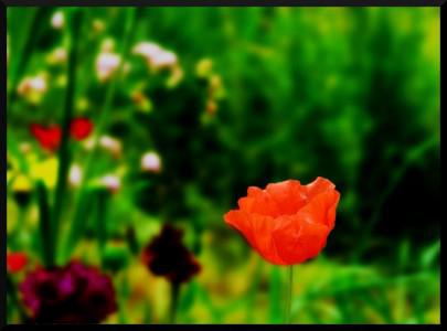 gentil coquelicot mesdames…