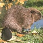 castor3-150x150             La vengeance du castor