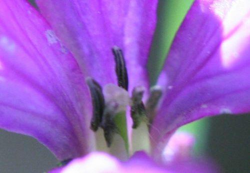 lunaria étam 25 mai 005.jpg