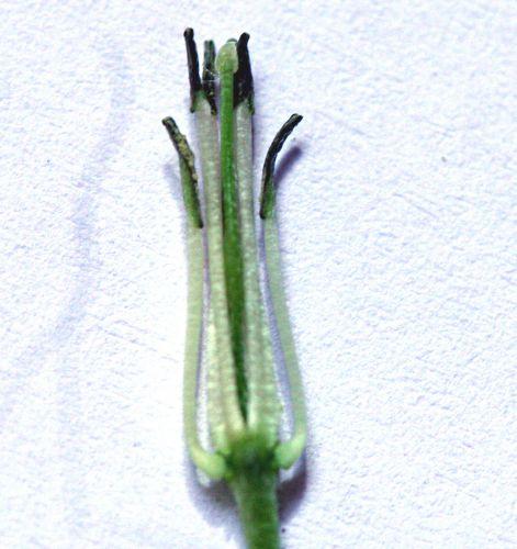 lunaria éta p 25 mai 009.jpg