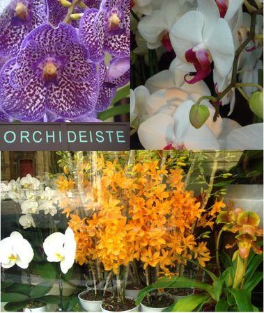 orchideiste