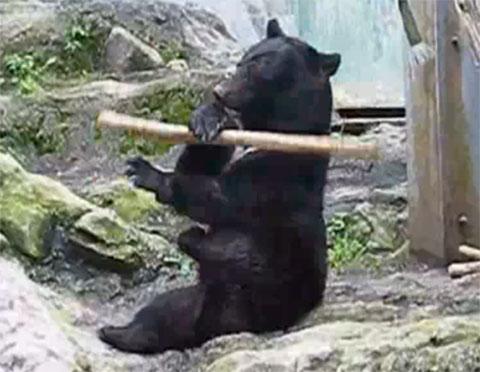 Kung Fu Bear
