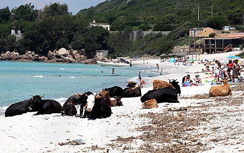 Beach-cows.jpg