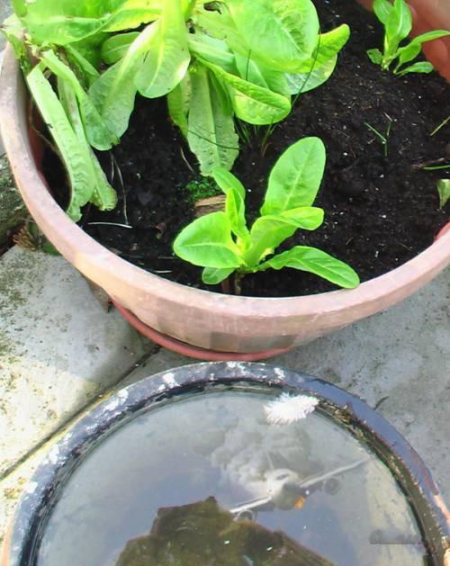 une photo et puis tu meurt - Volare O O