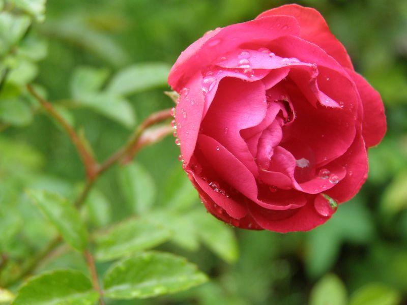 Le parfum des roses (Jean Joubert)